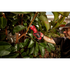 Milwaukee Tool 2534-20 M12 Brushless Pruning Shears in use pruning branches